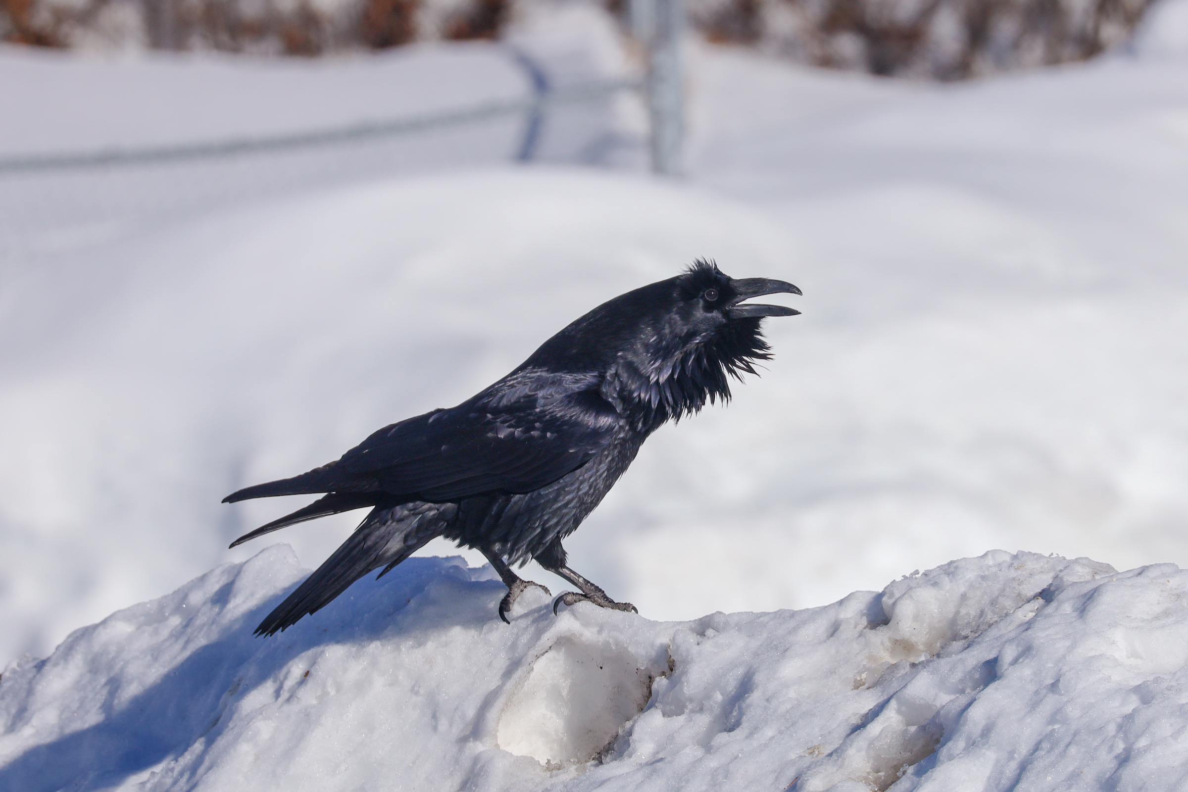 Making sense of raven talk | Geophysical Institute